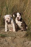 BOULEDOGUE AMERICAIN 187